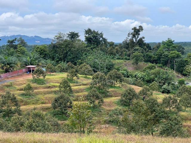 3.62 EKAR DUSUN BLACK THORN & MUSANG KING | SUNGKAI PERAK | Freehold 1