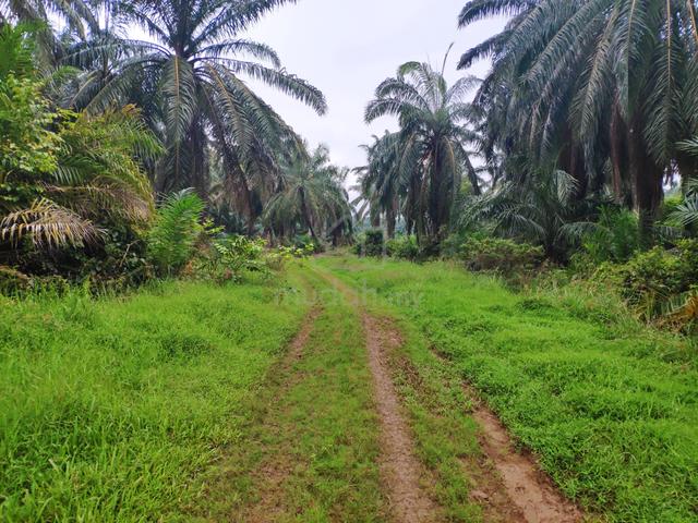 2.65 Acres of Palm Oil Land in Pinang Tunggal For Sale 1