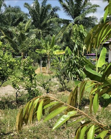 Rumah Pondok dan Banglo Lot 1