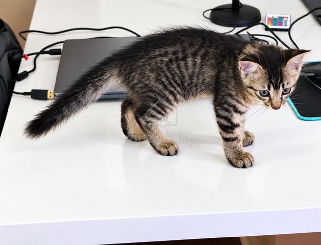 Domestic cat mix parsi  - photo 5 of 6