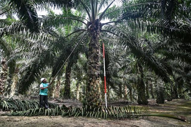 Planted Palm oil estate for sale, Penjom, Kuala lipis pahang 3