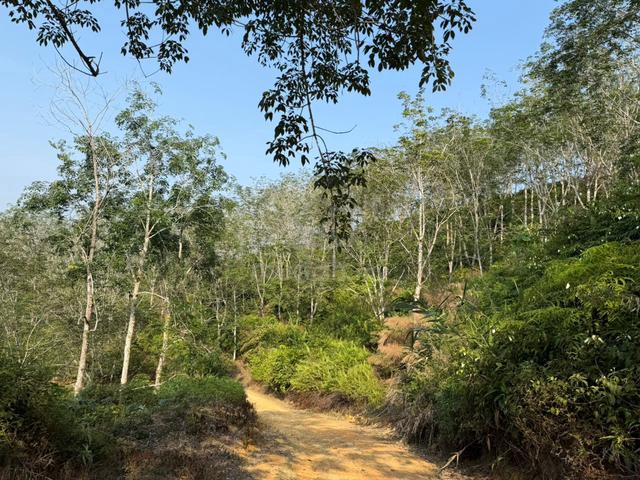 1000 Acre Rubber Plantation for sale 1
