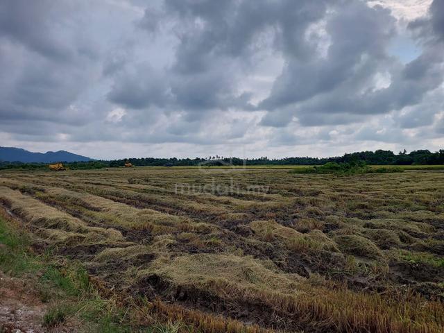 BALIK PULAU, Penang, Tanah Pertanian (Tanaman Padi), Akses baik 2