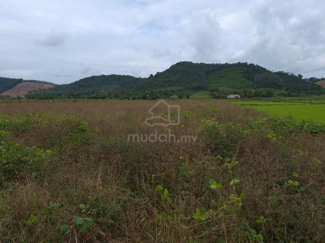 Bendang Pokok assam Pendang 1
