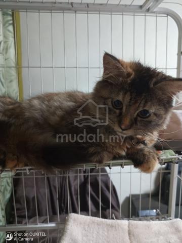 Brown Tabby Kitten - photo 3 of 6