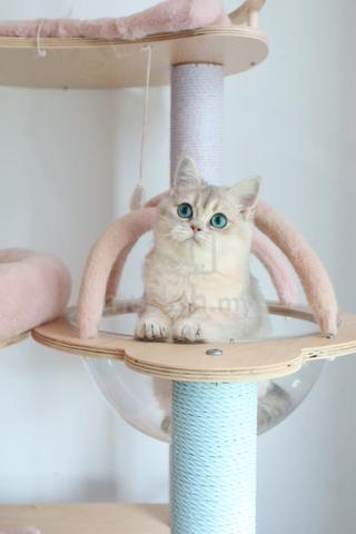 Carousel Image