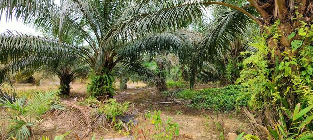 Kebun Sawit 1