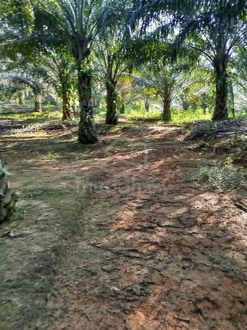 Tanah Pertanian siap Kelapa Sawit 10 Tahun, Kg Kerawai Sik, Kedah 1
