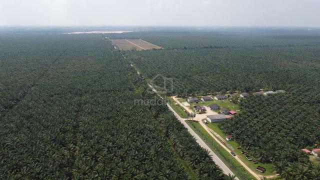 Direct Main Road - Batang Berjuntai Palm Oil Land For Sale 1