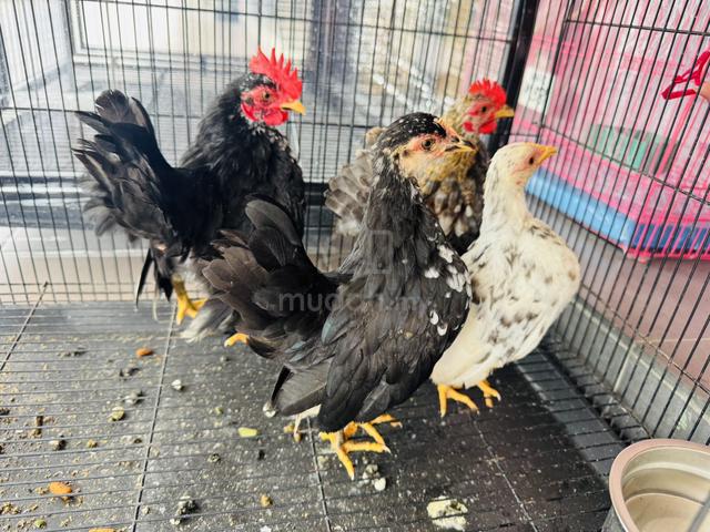 Ayam Serama rinting mini A - photo 2 of 6