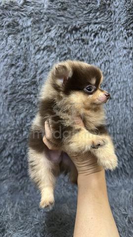 Red Merle Male Pomeranian Puppy - photo 3 of 6