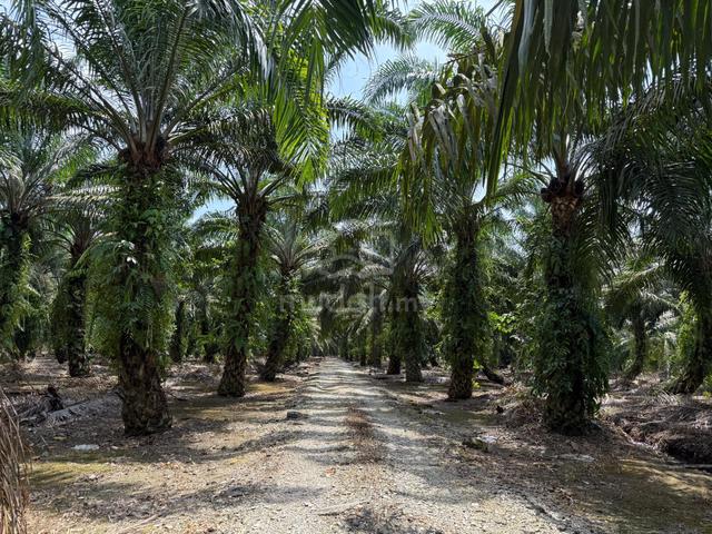 Pekan Nanas Agricultural Land For Sale 1