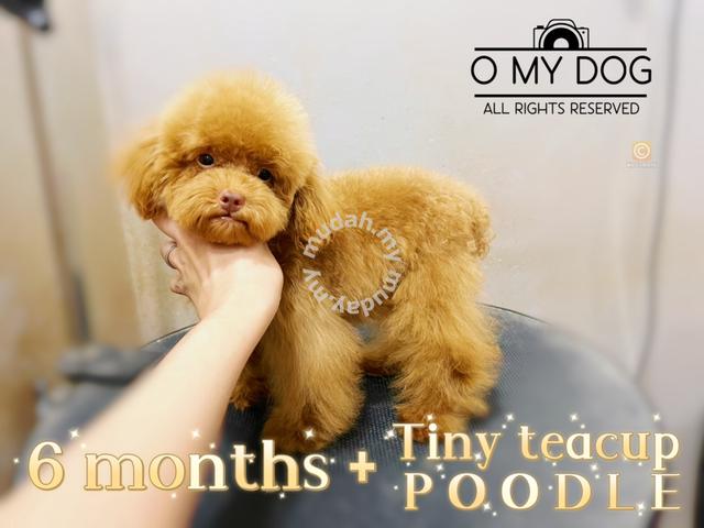 how much are micro minature teacup poodles