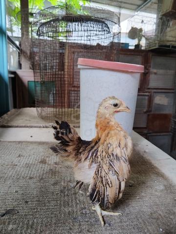 Ayam Serama - photo 5 of 5