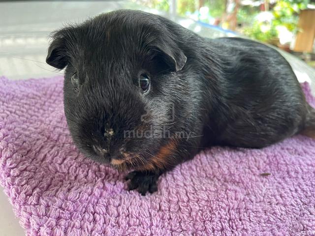 Guinea pig (Female) - photo 4 of 4