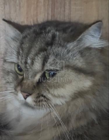 Purebred British Longhair - photo 3 of 4