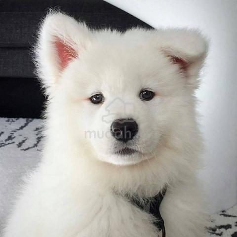 Samoyed Pomeranian Mix Maltese Mix Samoyed Mix For Sale Samoyed - Main Image
