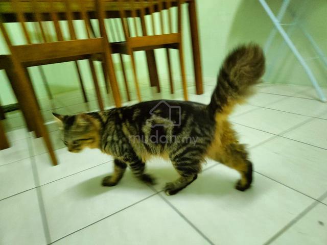 kucing campur - photo 3 of 3