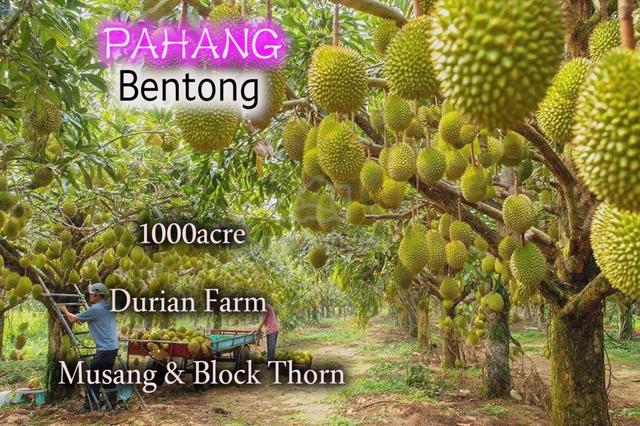 Pahang Bentong Sri Jaya Maran 1000acre Durian Farm Ready Harvest 1
