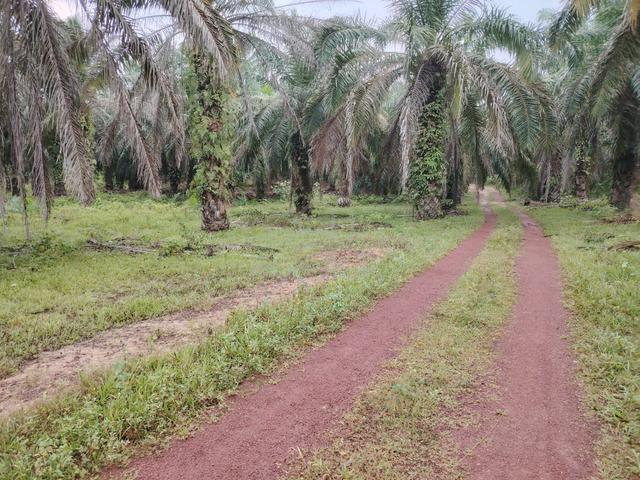 Sawet cantek 1