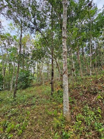 Tanah Kebun Getah Di Mukim Bongor, Baling, Kedah 1