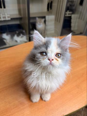 persian (DLH) - photo 6 of 6