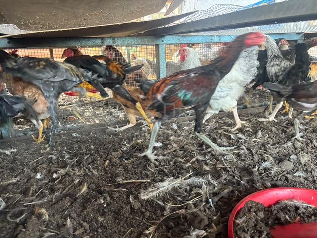 Carousel Image