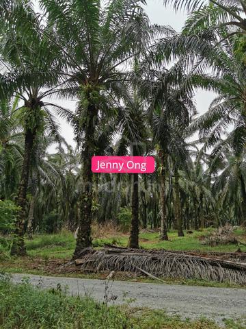 Agriculture Land At Tawar,Kedah For Sale 1