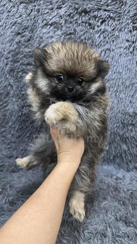 Pure Breed Brown Sable Pomeranian (F) 纯种棕褐色博美 女生 - photo 2 of 5