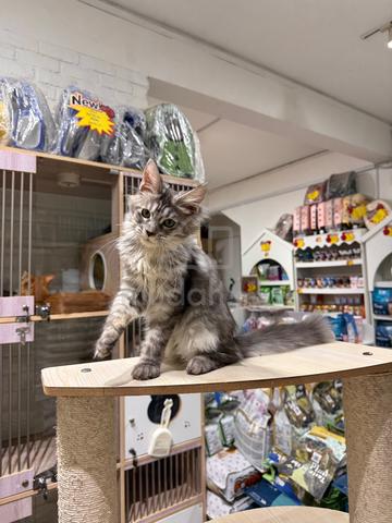 silver tabby mainecoon can send Singapore - photo 3 of 4