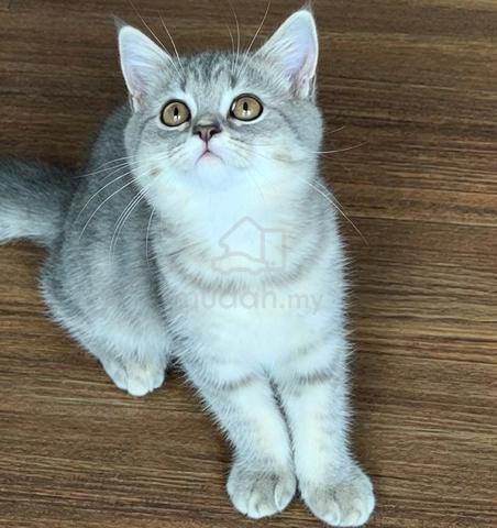 BSH kitten British shorthair British short hair - photo 2 of 2