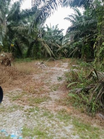 Tanah Pontian 3 Ekar Freehold Agriculture Land 1