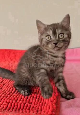 Bsh British Shorthair Male Kitten Rare Color Pets For Sale In Sungai Petani Kedah