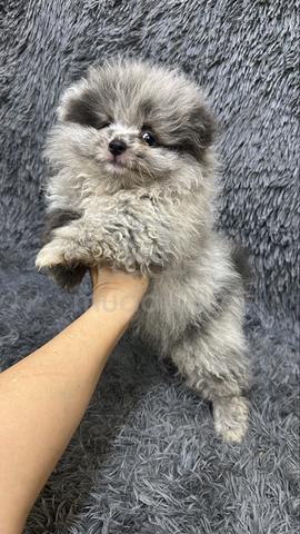 Blue Merle male Puppy M-1 - photo 4 of 6