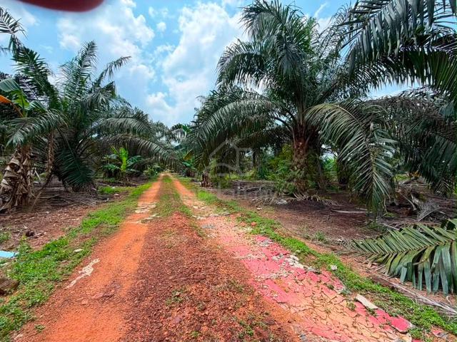 Pontian 5.3 Acres Agricutural Land,Pontian 1