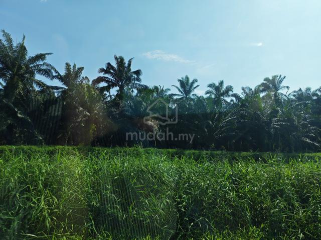 Johan Setia 2.5 acre Land For Sale 1
