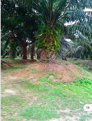 Ladang kelapa sawit 500 ekar good roi tanah psk cash buyer Rompin 1