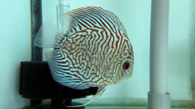 Discus - Pets for sale in Tawau, Sabah