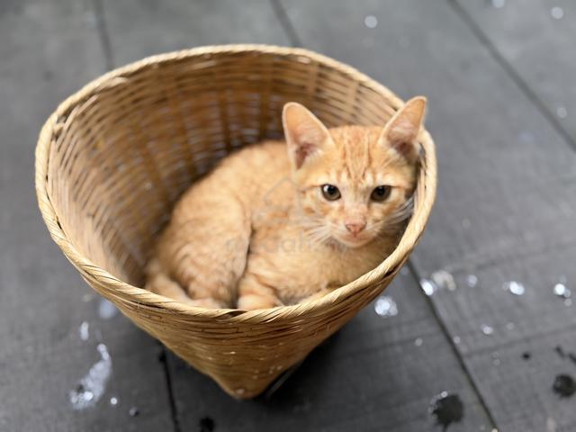 yellow cute kitten - photo 4 of 6