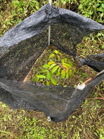 Tanah di melor untuk di jual (kelantan) 1
