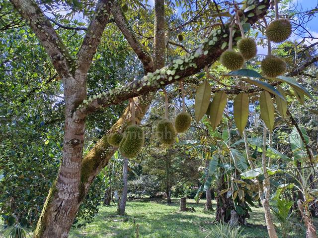 5.6 acre Durian Farm at Jalan Lubok Cina and Linggi, N9 1