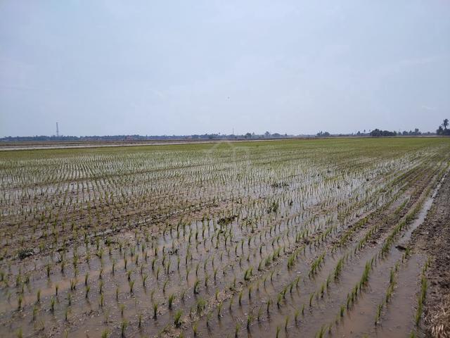 Tanah Sawah Sungai Besar 1