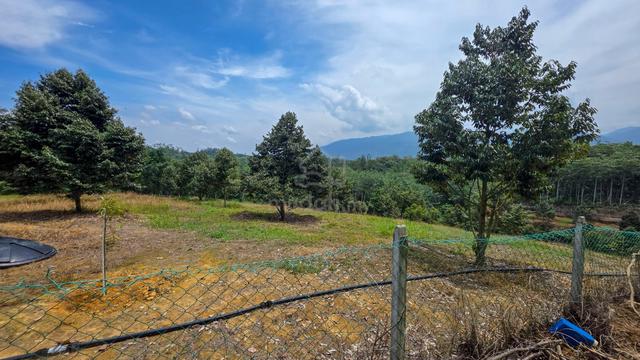 Freehold, Dusun Durian Komersil, 80 Pokok, 5 Tahun–Kalumpang, Selangor 1