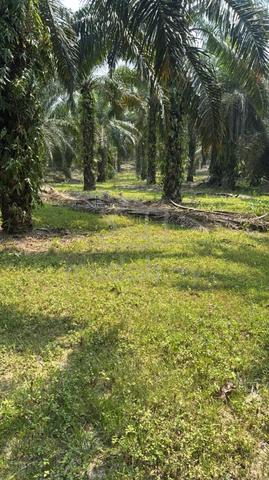 Tanah Pertanian 4 Ekar di mukim serting ilir, Jempol 1