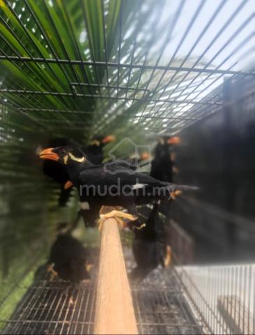 Carousel Image