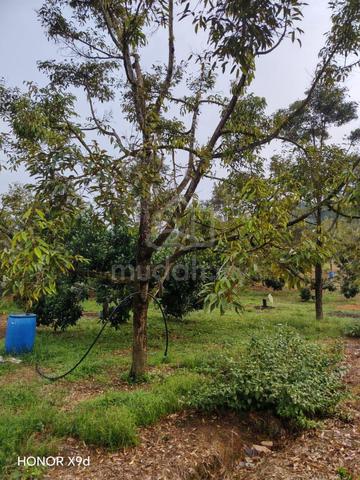4.25ac FLAT FREEHOLD NON BUMI SG AYER TERJUN SG TINGGI TRONG 1