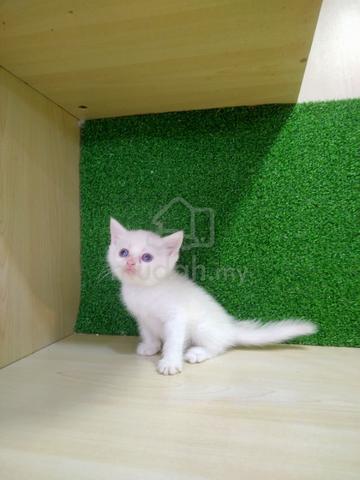 BSH British Short Hair Male Cat For Sale (Kucing)  - photo 3 of 3