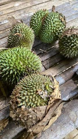 Dusun Durian Non Bumi Di Kg Bayas Jitra 1