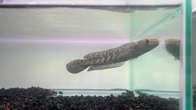 Ikan Channa Fish Yellow Sentarum 5.5 (YS4-3) - photo 5 of 5