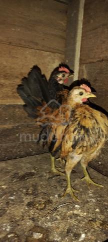 Carousel Image